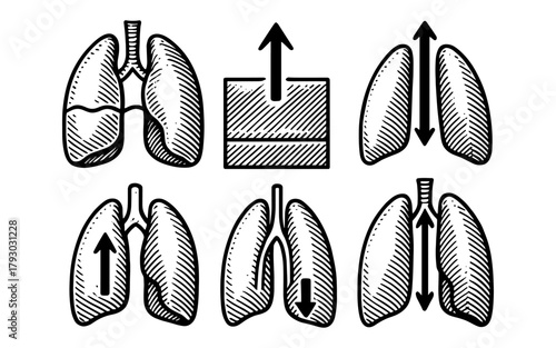 Detailed anatomy and function of human lungs in vintage engraving style