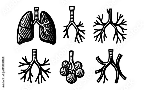 Hand-drawn respiratory system elements: lungs, bronchi, alveoli diagrams in black and white