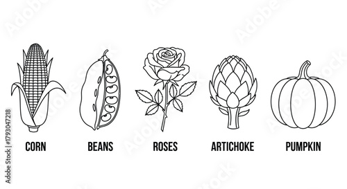 A botanical illustration showcasing corn beans roses artichoke and a pumpkin