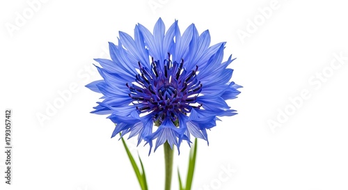 Vibrant blue cornflower bloom isolated on white background