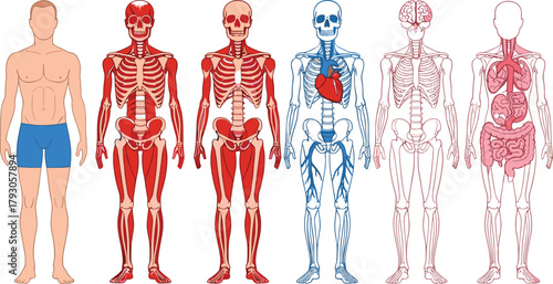 Detailed human anatomy illustration set showing muscular, skeletal, circulatory, nervous, and digestive systems, ideal for medical education, biology studies, and scientific vector designs.