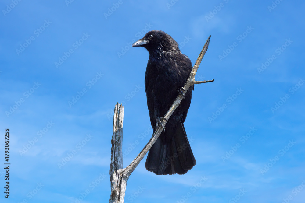 Fototapeta premium Kolkrabe (Corvus corax) sitzt mit gedrehtem Kopf auf einem kahlen Ast vor blauem Himmel - Schwenninger Moos, Villingen-Schwenningen, Deutschland