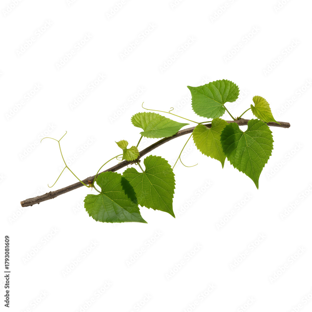 Fototapeta premium Linden branch with verdant leaves displayed on an isolated transparent setting