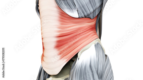 Human Muscular System Torso Muscles Transversus Abdominis Muscle Anatomy