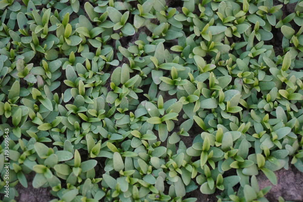 Obraz premium A Cluster of Garden Cress Plants on Soil