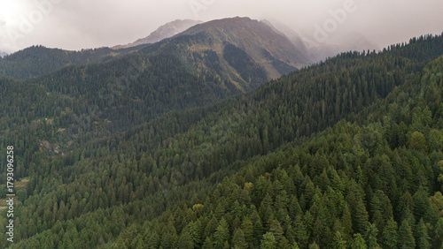 Aerial view of Fairy Forest in Pulga, Parvati Valley, Himachal Pradesh on an autumn evening, showing dense pine and deodar trees with rocky mountain peaks in the background and clouds drifting over 