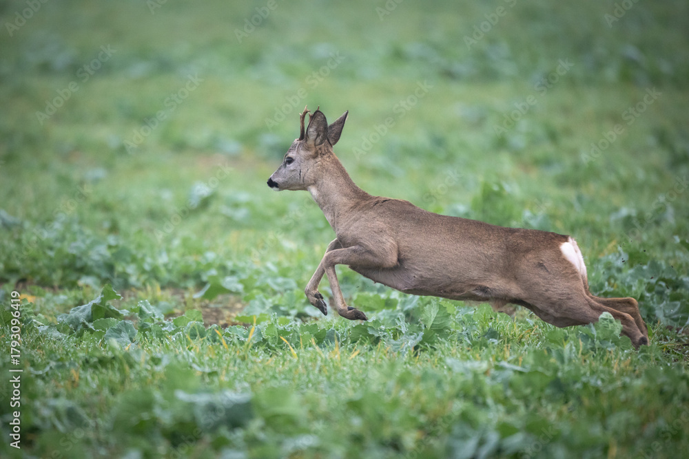 Fototapeta premium male roe deer Capreolus capreolus Majestic roe deer, capreolus capreolus, approaching on field in autumn. Male mammal with orange fur runing Poland Europe