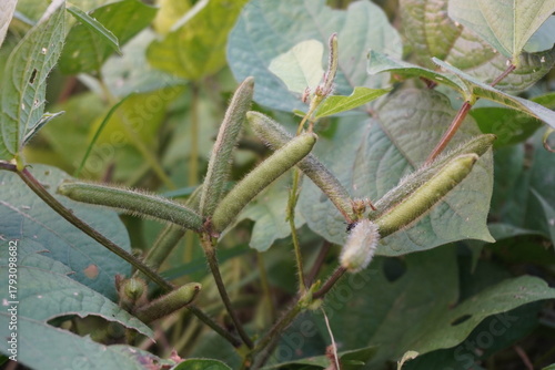 Black Gram Urad Dal Seeds pods and plants