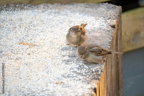Schilderij op canvas Sparrows peck at dry oatmeal