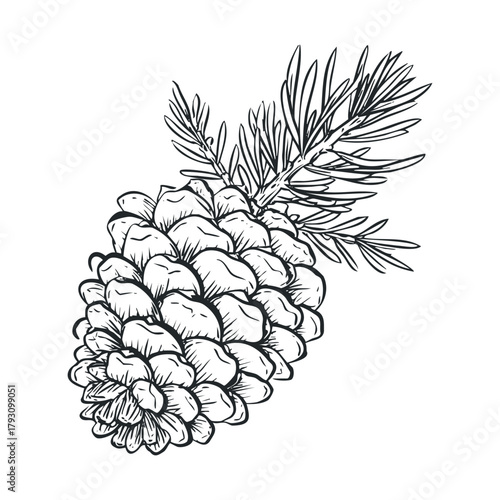 Intricate pine cone design with green needles for projects.Vector hand draw