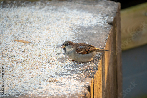 Foto Sparrows peck at dry oatmeal