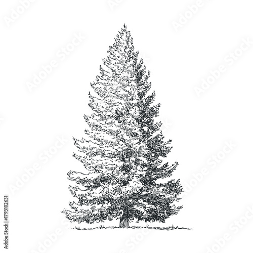 Detailed sketch of a majestic evergreen tree.Vector hand draw