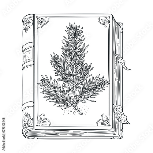 Botanical guide featuring a pine branch illustration for decoration.Vector hand draw