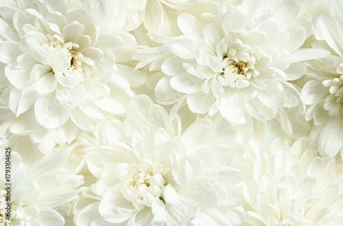 White chrysanthemum flowers close up. Soft natural floral texture, petals with gentle light and delicate shadows, seamless botanical background for wedding invitation, greeting cards. Aesthetic photo