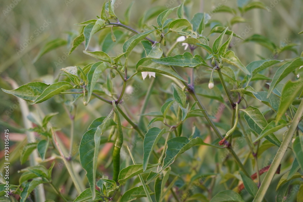 Fototapeta premium Green chili pepper plants growing in a field, agriculture closeup