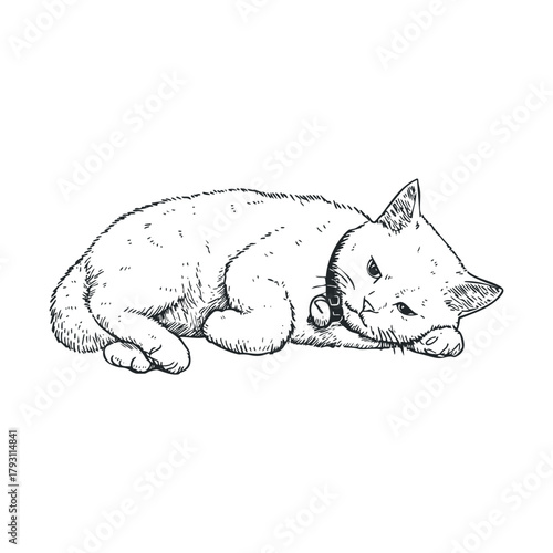 Relaxed domestic cat resting peacefully on soft surface.Vector hand draw