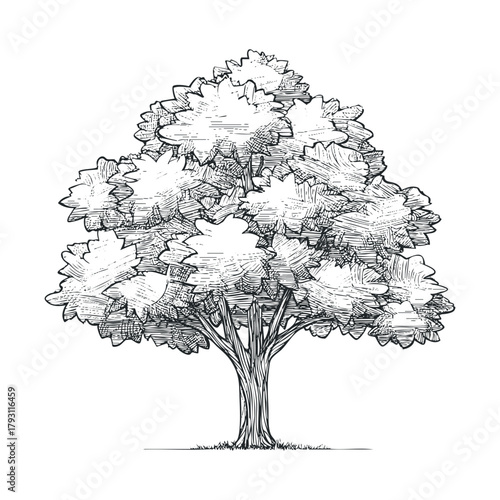 Detailed sketch of a majestic tree with lush green foliage.Vector hand draw
