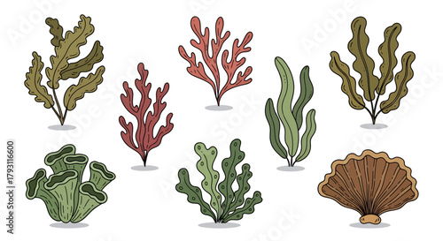 Assorted underwater flora and fauna arrangement creating a diverse ocean illustration
