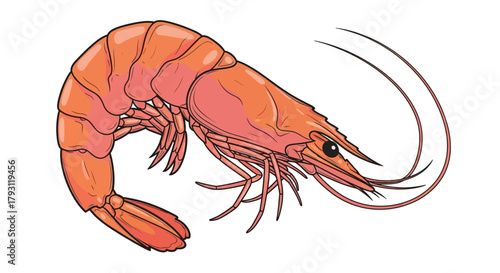 Illustration of a cooked shrimp with a curved body and long antennae, isolated on a white background.