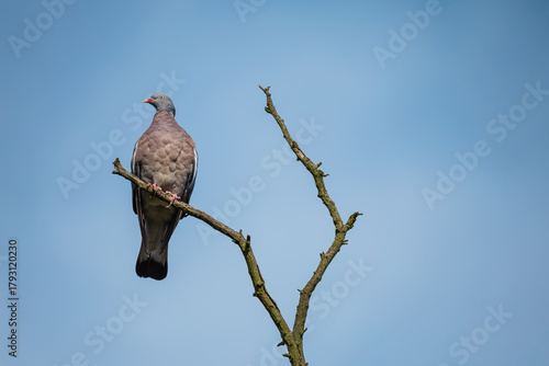 Common wood pigeon on a dry tree branch. Big grey bird (Columba palumbus) perching on a branch with clear blue sky on the background.