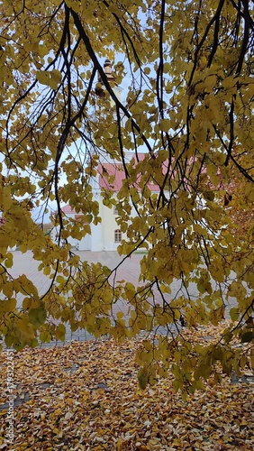 Wallpaper Mural autumn leaves on a tree Torontodigital.ca