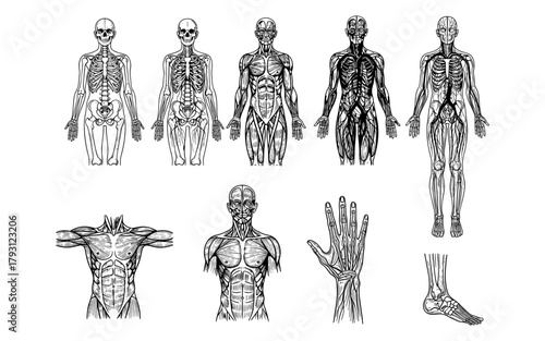 Detailed human anatomy: skeletal and muscular systems in black and white