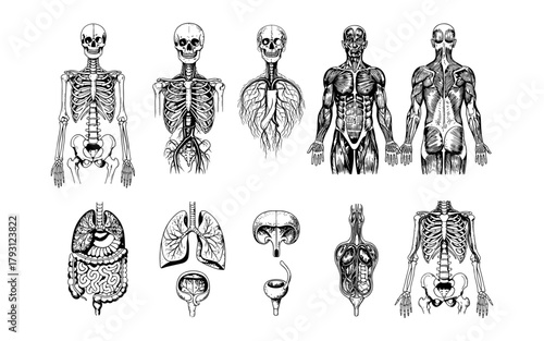 Detailed human anatomy set featuring skeletal and muscular systems in ink art style