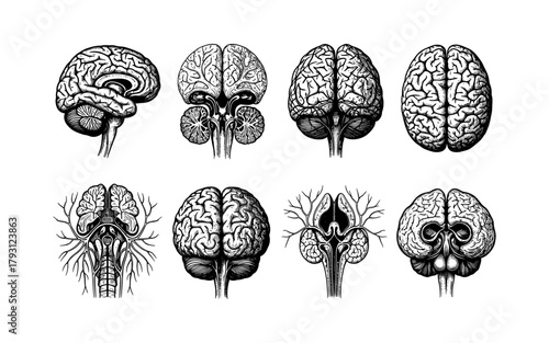 Detailed hand-drawn human brain diagrams in vintage medical style