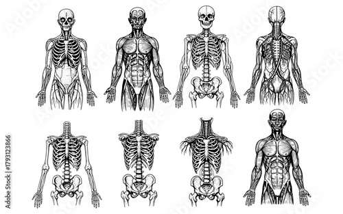 Detailed human anatomy diagrams featuring skeletal and muscular systems in black and white