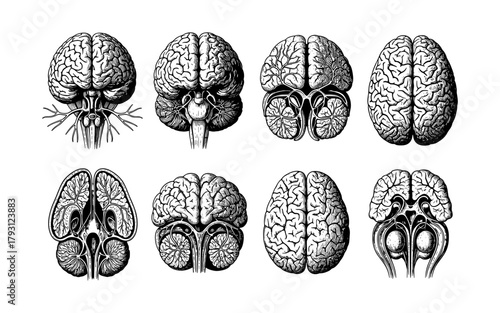 Detailed hand-drawn anatomical human brain set featuring multiple views