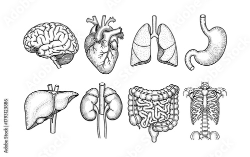 Detailed hand drawn human organs set: brain, heart, lungs, and more