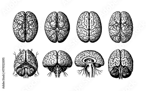 Detailed anatomical brain illustrations in black and white