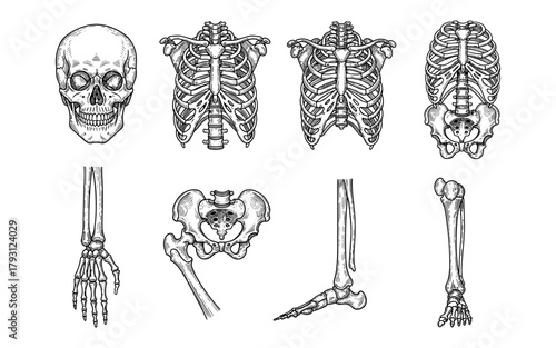 Detailed human skeleton anatomy: skull, ribcage, pelvis, and limbs