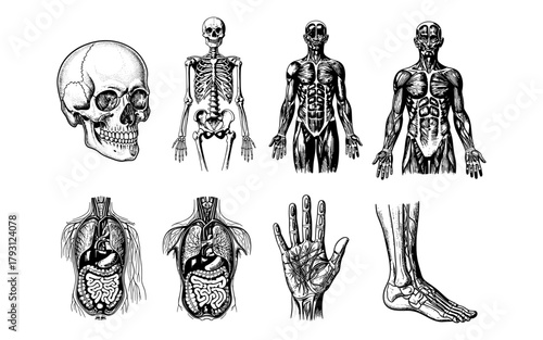 Detailed human anatomy with skeletal, muscular, and organ systems in vintage style