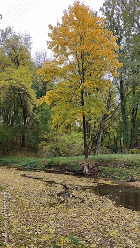 Wallpaper Mural autumn in the forest Torontodigital.ca