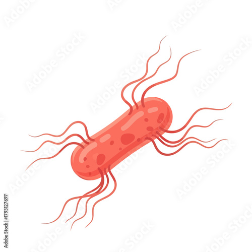 Illustration of a single rodshaped bacterium with flagella