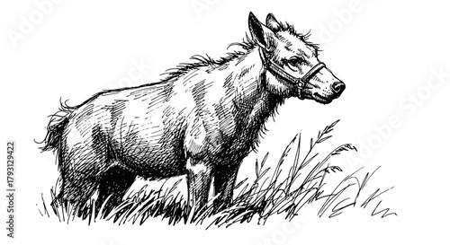 Onager Wildlife Illustration: Hand-Drawn Asiatic Wild Ass in Black and White, Standing in Grass, Nature Concept, Desert Animal, Asian Equine