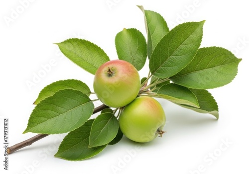 Two unripe apples on a branch with green leaves, isolated on white background
