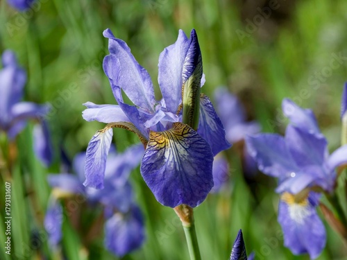Papier peint (Iris sibirica) Close-up of a Siberian iris flower with drooping, bluish-purple