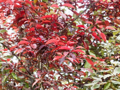 (Prunus cistena) |  Purple-leaved sand cherry, bushy shrub with reddish brown spreading and upright branches bearing a decorative abundant chocolate-purple foliage
