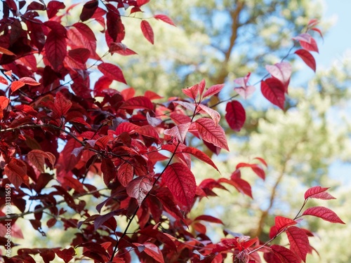 (Prunus cistena) Purple-leaved sand cherry or dwarf red-leaf plum, ornamental shrub adorned with magnificent foliage chocolate-purple hues on upright dark-reddish to brown branches
