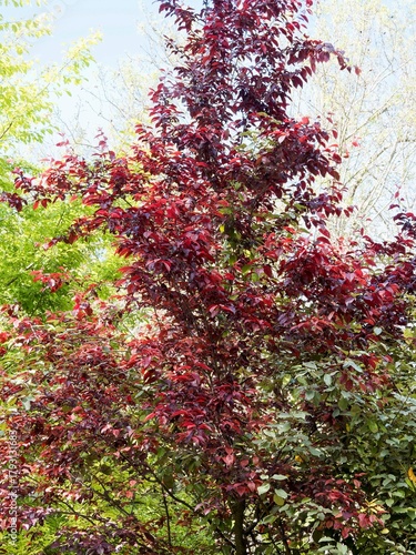 Purple leaf sand cherry shrub (Prunus cistena), upright compact shrub characterized by its striking purple-red foliage, finely toothed covering dark-reddish to purple branches and trunk

