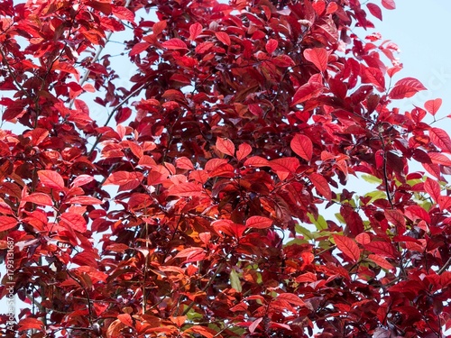 (Prunus cistena) Purple-leaved sand cherry or dwarf red-leaf plum, shrub with profusion of red-purple elliptical and ovate leaves finely toothed on upright and spreading dark-red branches

