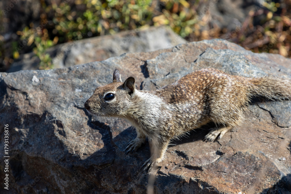 Fototapeta premium California Ground Squirrel on Rock