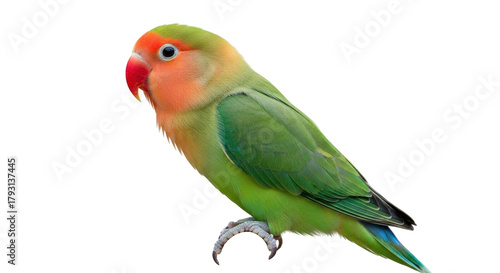 Isolated Lovebird, colorful pet bird, tropical parrot from Africa, exotic bird perching