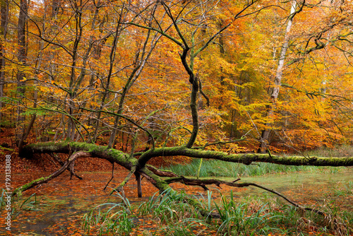 Fallen tree in the forest at autumn with colorful foliage, Dodau, Schleswig-Holstein