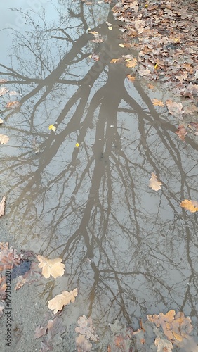 Wallpaper Mural reflection of an oak tree in a puddle Torontodigital.ca