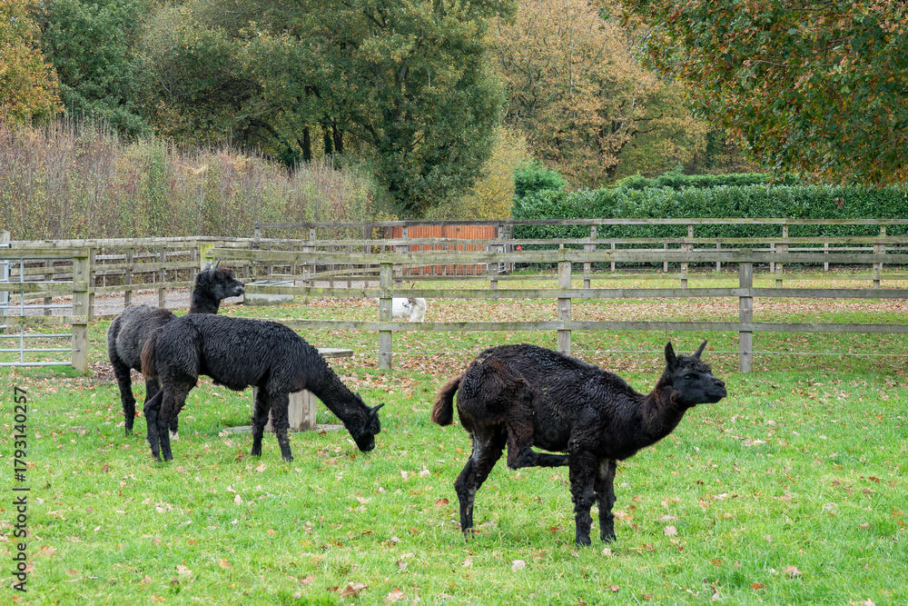 Obraz premium portrait of three cute black alpacas