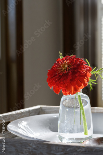 Single red zinnia in glass bud vase on rustic tray, backlit