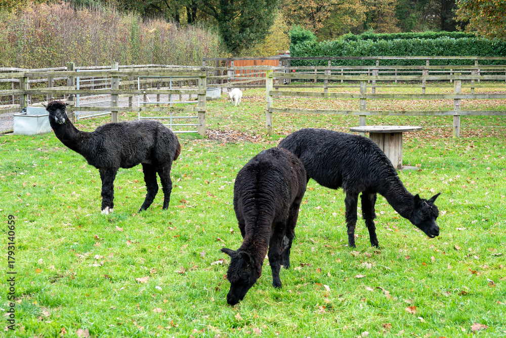 Obraz premium two pretty black alpacas grazing with a third in the background pulling a silly face